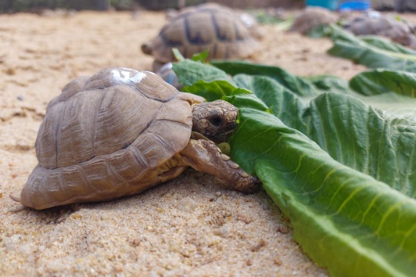  Egyptian Tortoise Conservation Programme